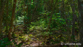 Family forest initiatives should consider place attachment, according to UMaine study - UMaine News - University of Maine - University of Maine