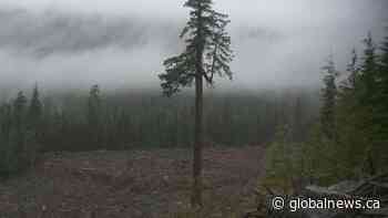 Forest Divide: finding a balance between economy and environment | Watch News Videos Online - Globalnews.ca
