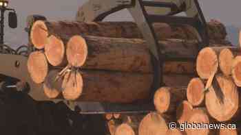 Province announces changes to forest practices code that will see greater participation of First Nations | Watch News Videos Online - Globalnews.ca