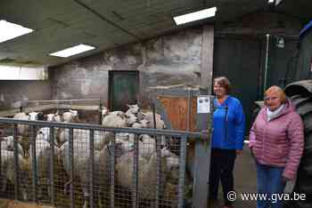 Kenners worden gek: loslopende wolfhond en échte wolf dolen door zelfde gebied - Gazet van Antwerpen