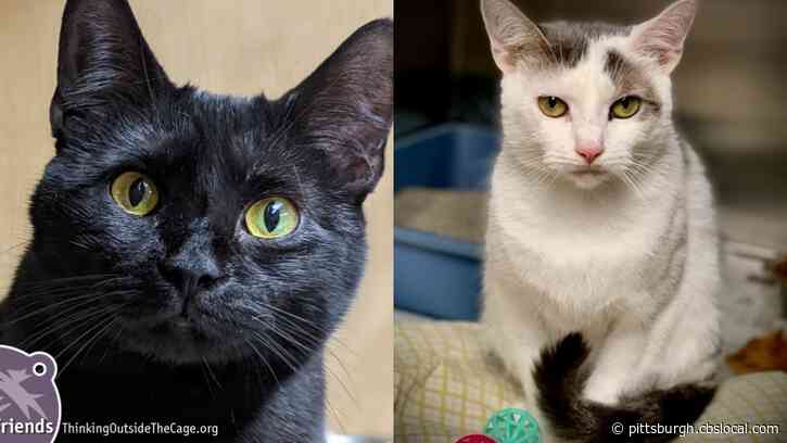 Furry Tails: Ravioli And Fiona Are Waiting For Forever Homes
