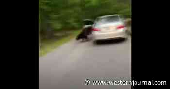 Caught on Video: Bear Traps Itself Inside Woman's Car, Rips Interior to Shreds