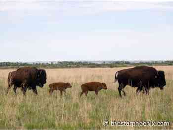 Wanuskewin welcomes two new baby bison as herd continues to grow