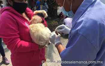 En comunidad Cerrito del Agua Caliente esterilizaron a mascotas - El Sol de Salamanca