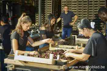 Loonse kersen gepromoot met rapmuziek