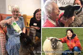 The Lancashire farmers offering Lancashire residents ‘sheep therapy'