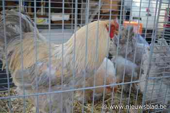 Extra dierenarts gezocht voor dieren- en boerenmarkt - Het Nieuwsblad