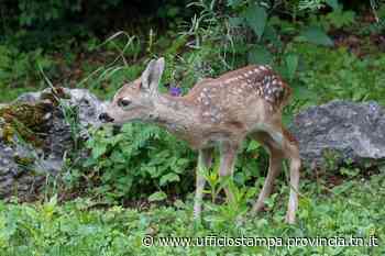 Piccoli di capriolo e cervo nascosti nell'erba: non toccarli, la madre potrebbe poi abbandonarli - Ufficio Stampa