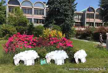 «Non tagliano l'erba davanti alla Procura di Busto»: Porfidio porta pecore di cartone - MALPENSA24 - malpensa24.it