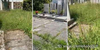 Erba alta al cimitero: le proteste dei cittadini - Cremonaoggi