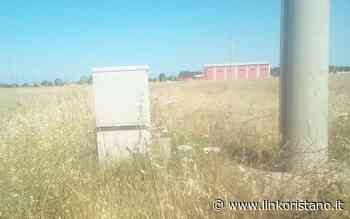 Erba alta nella zona industriale di Marrubiu: "Troppa incuria" - LinkOristano.it - Linkoristano.it