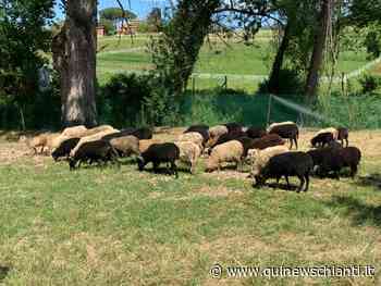 ​Pecore in campo contro l'erba alta nei parchi - Qui News Chianti
