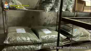 Padova. Operazione Erba di casa mia. Sequestrata oltre una tonnellata e mezza di sostanza stupefacente - Ilmetropolitano.it - ilMetropolitano.it