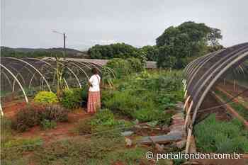 Pesquisadores da Unioeste desenvolvem horta comunitária com plantas medicinais - Portal Rondon