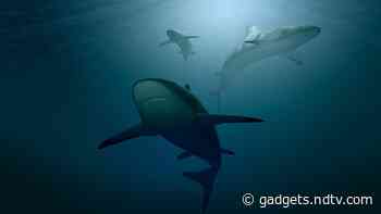 Mystery Event Decimated 90 Per Cent of Shark Diversity 19 Million Years Ago, New Study Finds