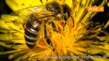 Imker im Landkreis Neu-Ulm sind in Sorge: Dieses Jahr gibt es weniger Honig