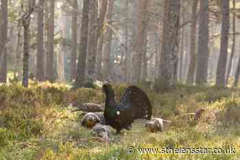 Action needed to save capercaillie from extinction, say conservationists - St Helens Star