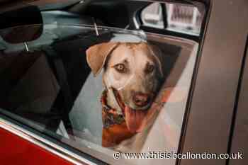 3 tips to avoid paying a fine when driving with your dog