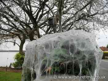 Halloween comes early!  A spooky looking tree created by moth silk in Calne