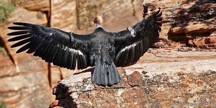 The Biden administration is working to reverse 5 Trump-era rollbacks on protecting endangered species
