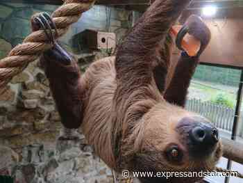 Lifeline of £51000 raised for Dudley Zoo after toughest year in its history - expressandstar.com