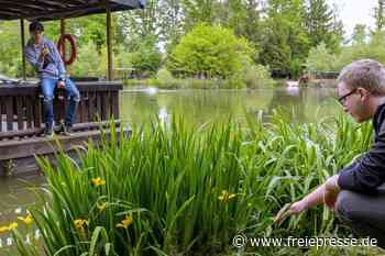 Käppels Teiche: Knapp 25.000 Teichlilien blühen in voller Pracht - Freie Presse
