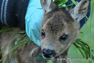 Drohne rettet Rehkitze vor Mähtod - Freie Presse