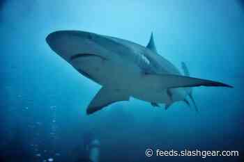 If not for this near-extinction mystery the oceans would be full of sharks