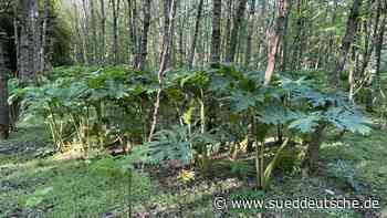 Giftiger Riesen-Bärenklau wuchert wieder in Bayern - Süddeutsche Zeitung
