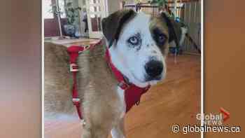 AARCS shares wish list and details on this month’s adorable adoptables.