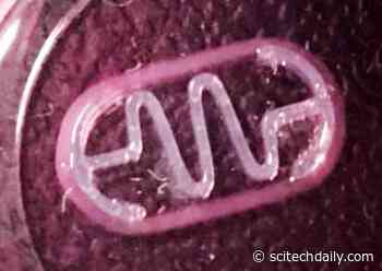 Next Generation Swimming Biobots Can Self-Train, Showing Striking Speed and Strength