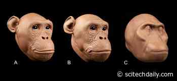 Reconstructing Human Ancestors: Soft Tissue Measurements Critical to Hominid Reconstruction
