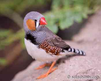 Extremely High-Resolution Control: Songbirds Can Control Single Vocal Muscle Fibers When Singing