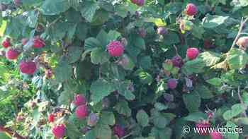 Moisture will be key for Sask. gardeners this season after challenging spring, says horticulturalist