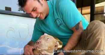 Pit Bull That Suffered 7 Stab Wounds Finds Loving New Home with Ex-Cop Who Saved Her