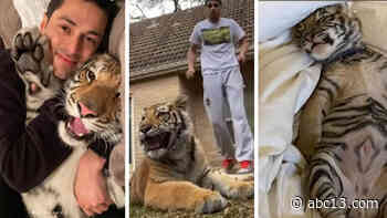 Victor Cuevas writes emotional tribute to west Houston tiger 'India' on Instagram - KTRK-TV