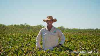 As big cotton eyes the north, fears mount over the ‘water-thirsty crop’