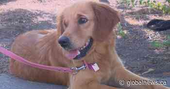 China Rescue Dog arrives in Saskatchewan