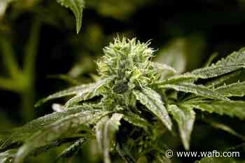 Medical marijuana expansion backed by Louisiana lawmakers - WAFB