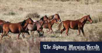 ‘Kosciuszko is in trouble’: call for federal intervention on feral horses