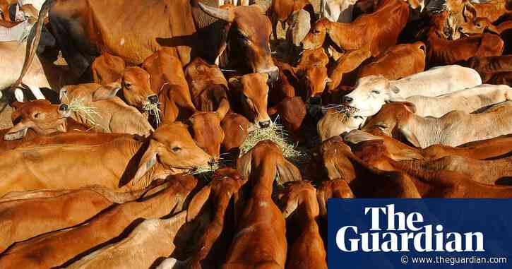 Nearly half of Australia’s cattle is treated with growth hormones. Is it safe to eat?
