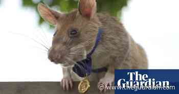 Magawa the mine-sniffing rat in Cambodia retires – video