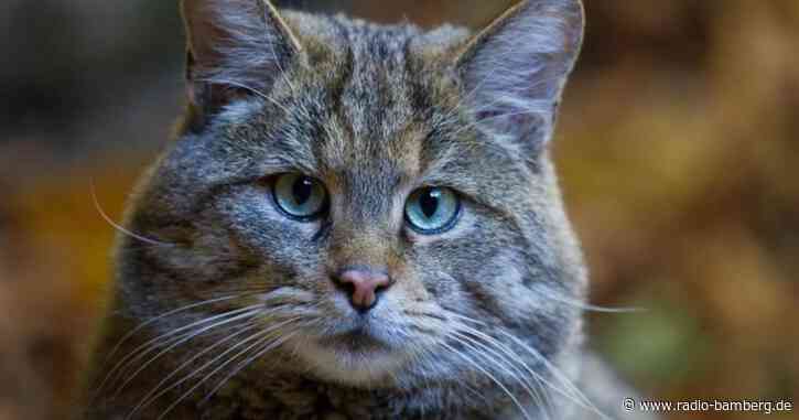 Baldrian-Trick hilft bei Wildkatzen-Zählung