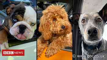 Covid Victoria: 'Swab dogs' spread joy in Melbourne lockdown