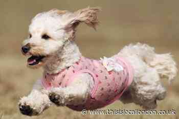 Study reveals most 'spoiled' dogs in south London