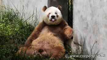 Qizai, el único panda gigante marrón cautivo del mundo - Cooperativa.cl