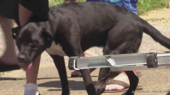 Dog Rescued By Firefighters, Credited For Alerting New Castle Man To House Fire