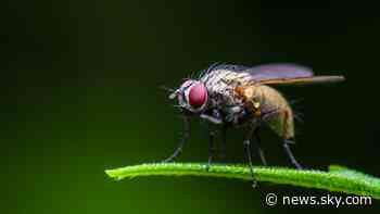 Fruit flies get 'hangry' without food, study shows - Sky News
