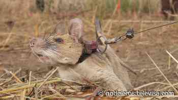 Magawa, la rata gigante que detectaba minas en Camboya se retira - Noticieros Televisa