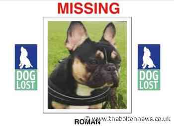 Appeal to help find missing French bulldog in Bolton